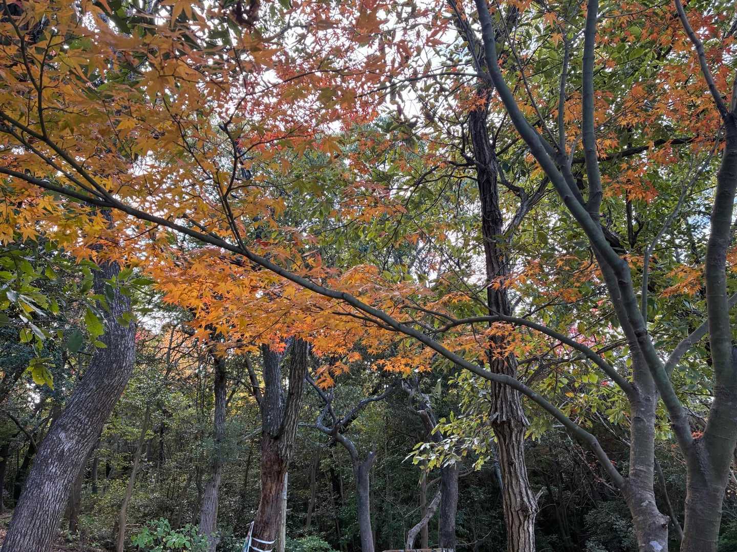 山の紅葉も綺麗🍁