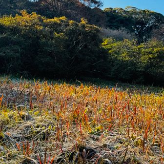 草紅葉。　朝日に輝いてます♡