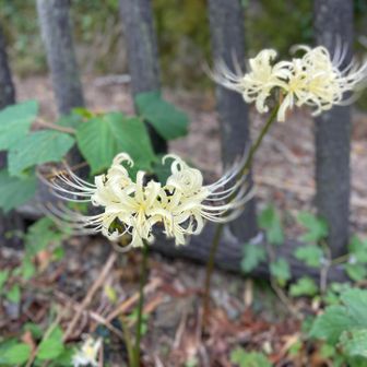旅の終わりの一輪の花