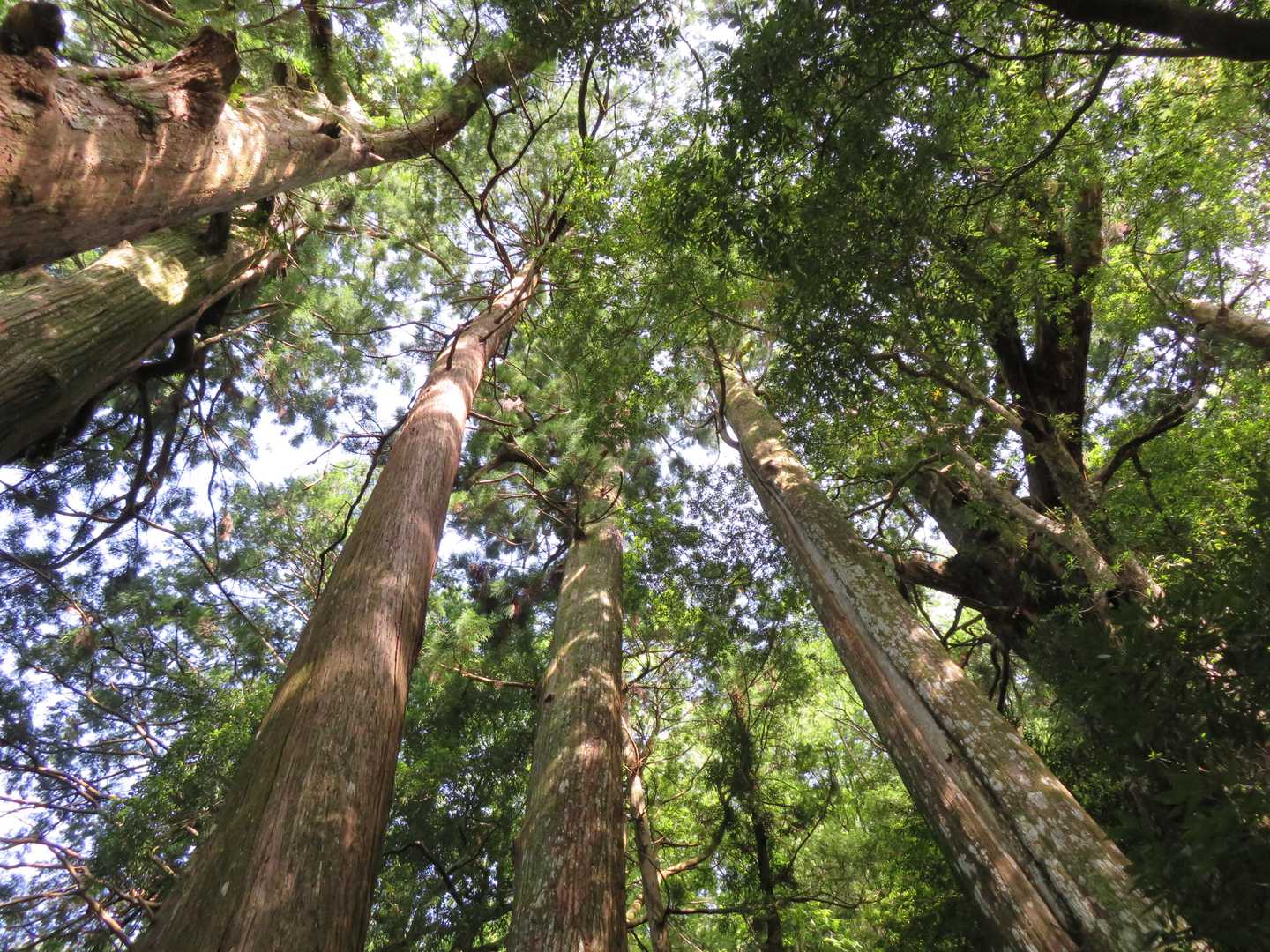 滝尻王子-不寝王子-剣ノ山-高原熊野神社-大門王子-十丈峠 縦走コースの写真