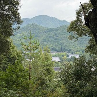 仁和寺ものぞいています