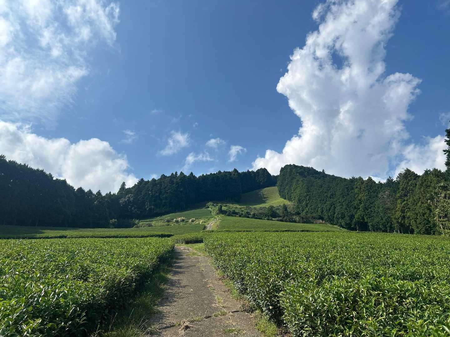 茶畑を歩く🚶暑い！