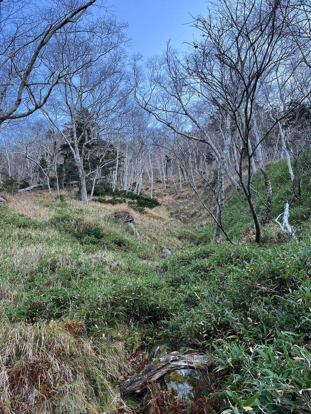 ガシガシ登る