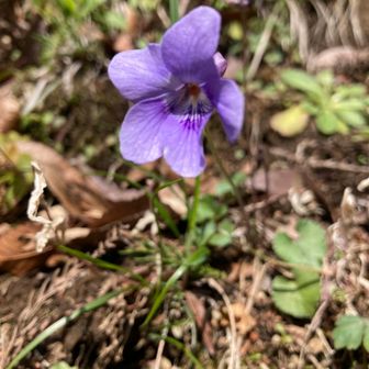 スミレ発見💡