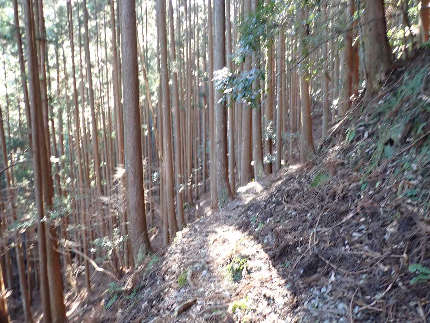 尾根を乗り越えて進行方向が変わると明るい樹林帯に。