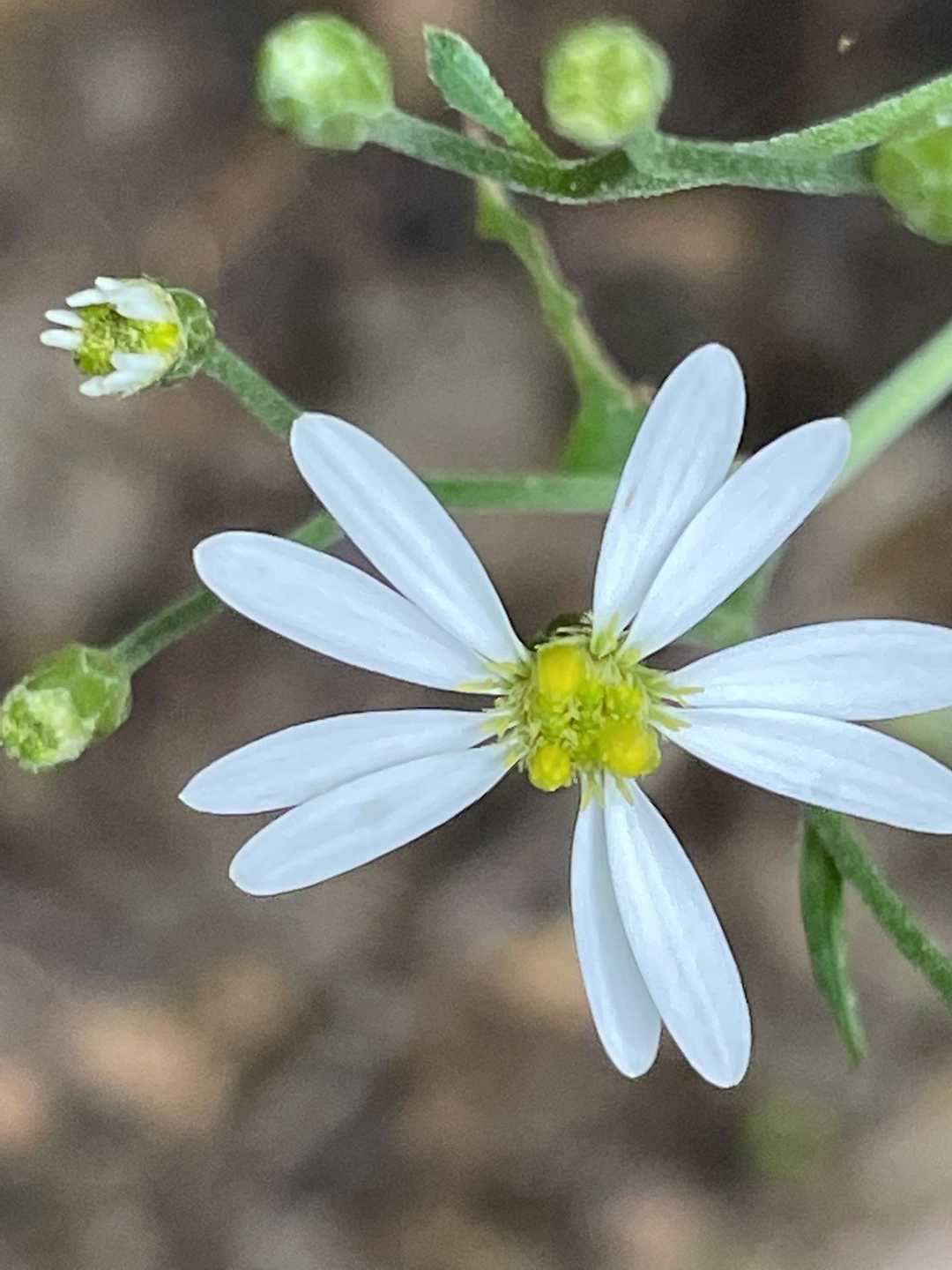 ハコネギクかなぁ...
菊の悩ましい季節がやってきました(⌒-⌒; )