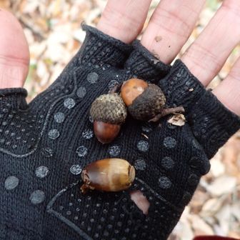 ドングリ