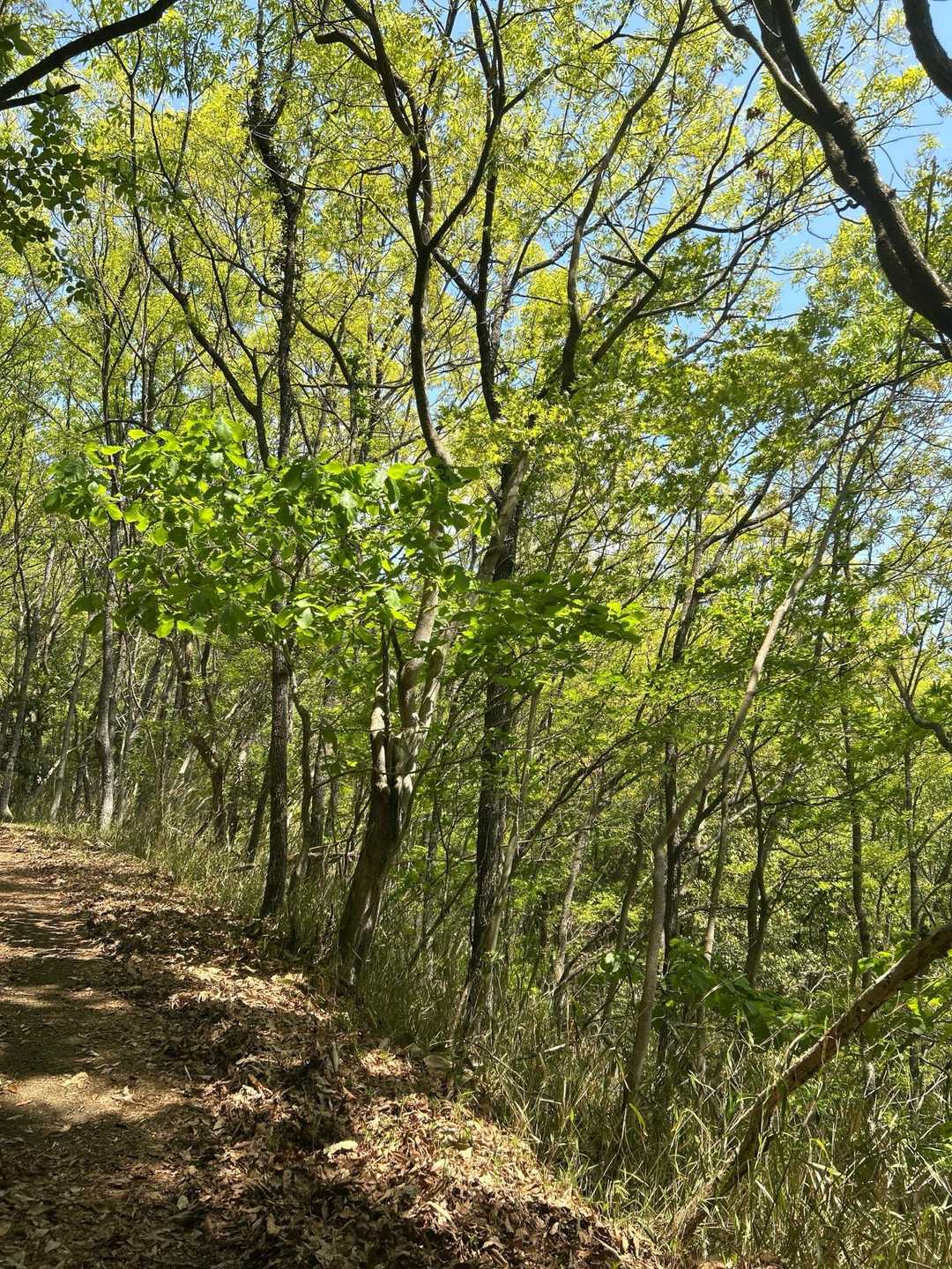 月出山岳登山口-月出山岳 往復コースの写真
