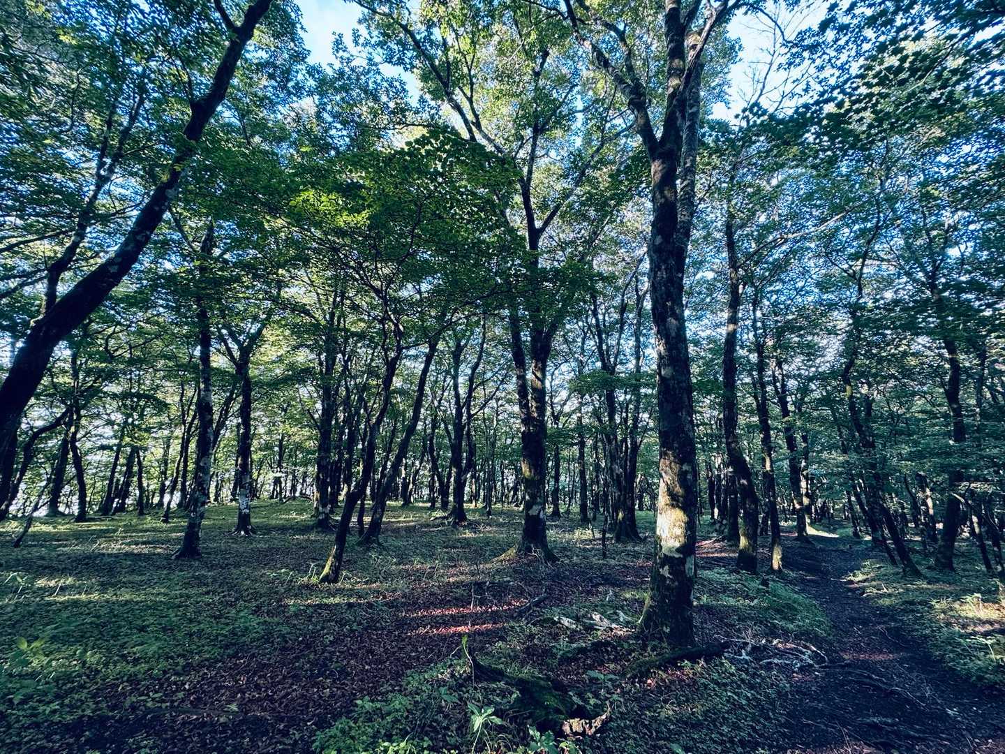 三国峠-三国山-楢木山-大洞山 往復コースの写真