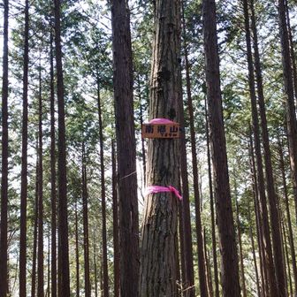 脇道のピーク。眺望は全く無いので登らなくてよい。
