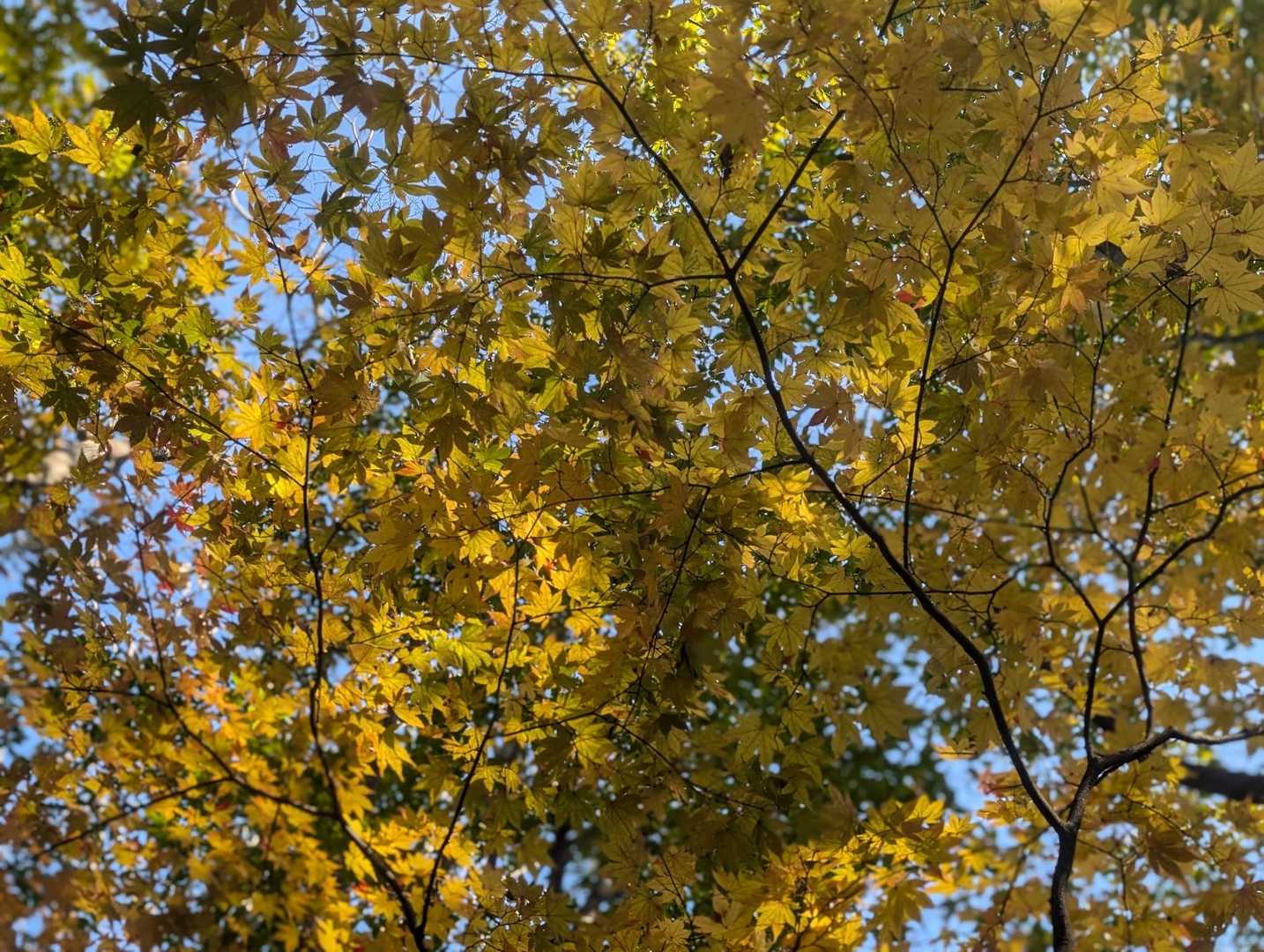 黄色い紅葉