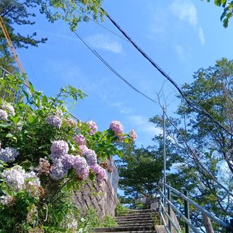 誰にも会わず登山道を登りきると、紫陽花の出迎え