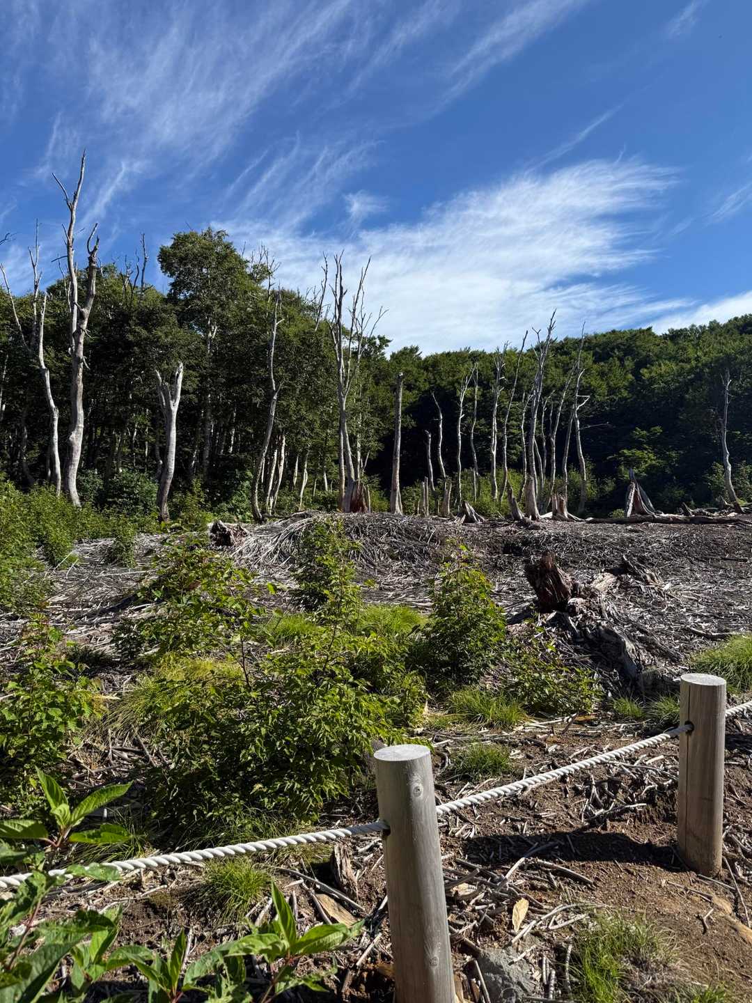 八甲田大岳登山口-小岳-高田大岳 往復コースの写真