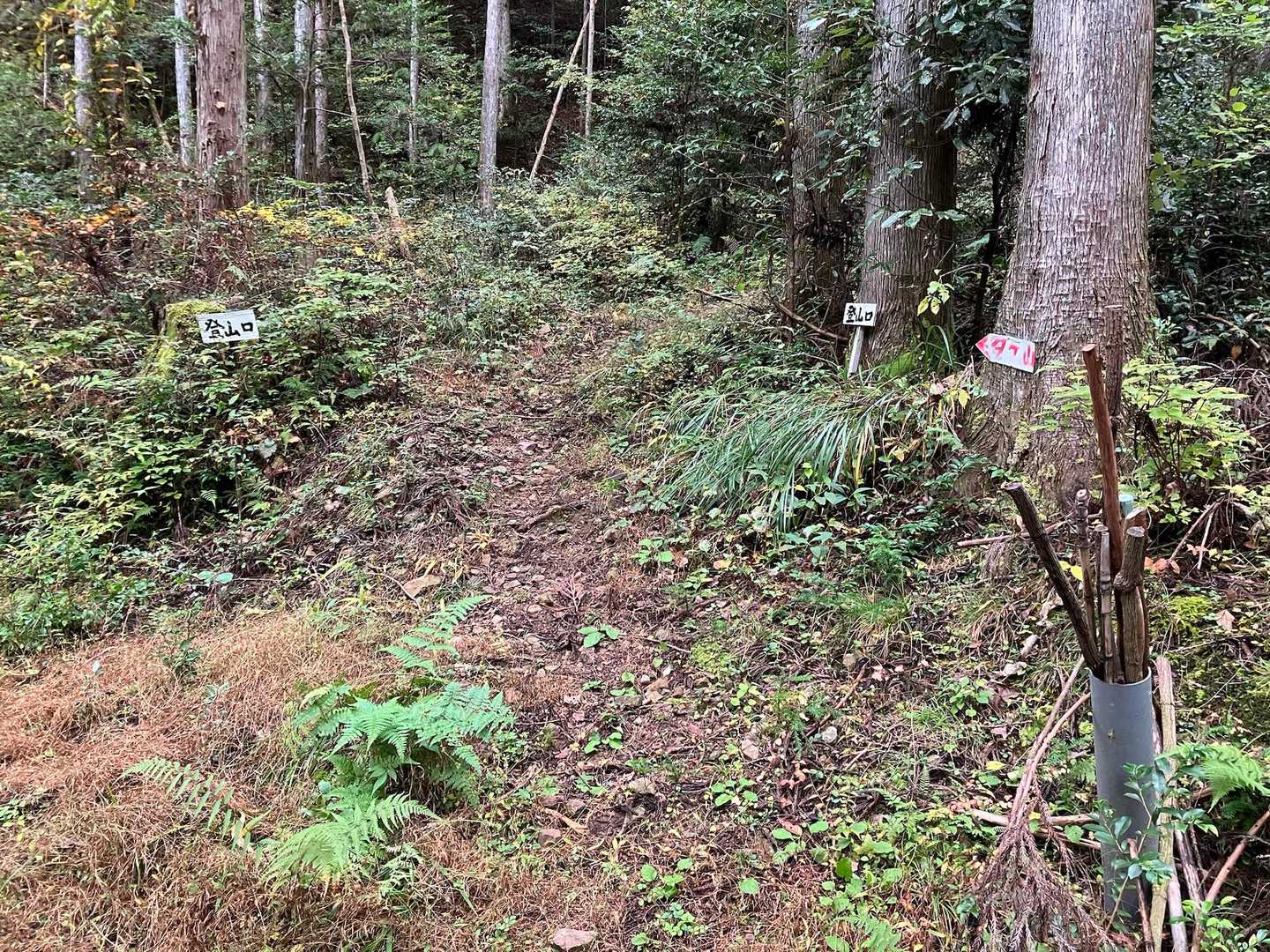 ここが登山口
杖も沢山置いていただいてありました。

なんだか薄暗いし
あまりの親切さが逆に不安で
キングちゃんと一本ずつ杖を握りしめて突入😤
