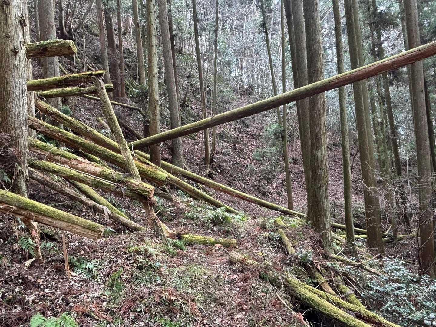 倒木もできるだけそのままに、とあったけど、倒木が苔で緑になっていてそれなりにきれいです、