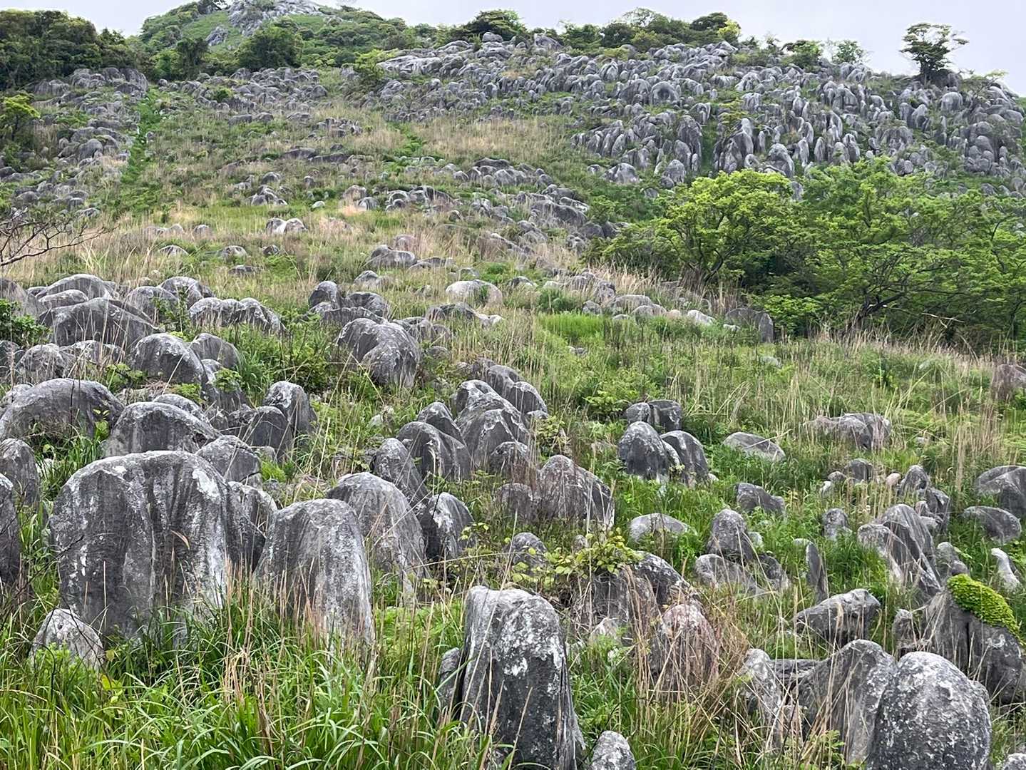 平尾台の羊群原🐑