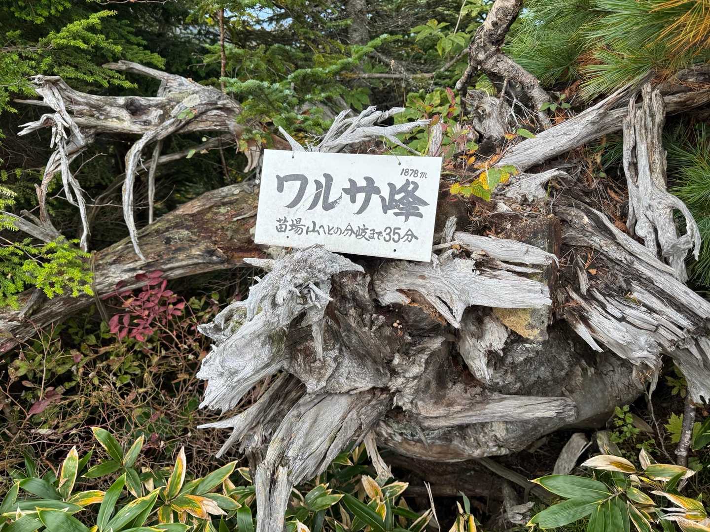 ワルサ峰-佐武流山 往復コースの写真