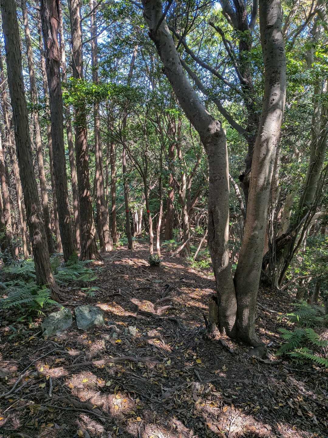 帰りは尾根道から
日陰で風もあり快適に歩けました✨
