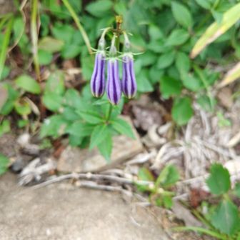 ツリガネニンジンの蕾