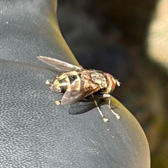 まずい、もう出てきてしまうのか