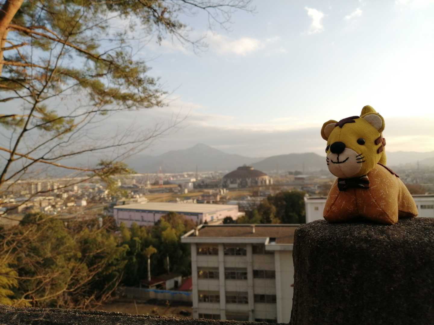 今日のお供。トラさんです。