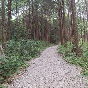 家族旅行村からの道が整備されていて歩きやすくなっていた