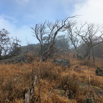 鹿にきっと食べれる草を食い尽くされてる