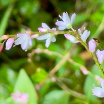 見頃の花もたくさんあったり