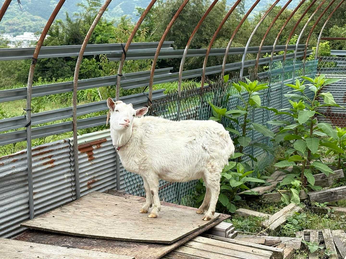 今日のメイちゃん🐐