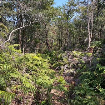 せっかく来たので妙見様まで行ってみよう！
と進んでみましたが藪漕ぎならぬシダ🌿🌿🌿漕ぎ😅　すぐに引き返して龍王山に向かいます