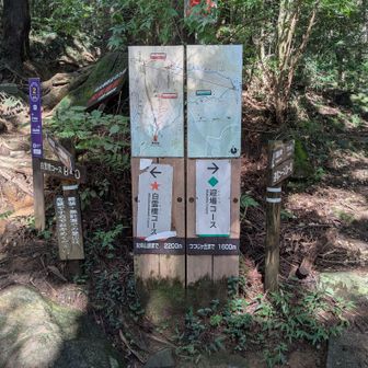 ビジターセンターに戻って昼食後、もう一度御幸ヶ原から登って白雲橋で降りる予定でしたが、時間に余裕がなさそうだったのでここから白雲橋を登ることにしました。