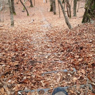 上から見ると落ち葉で階段分からない。