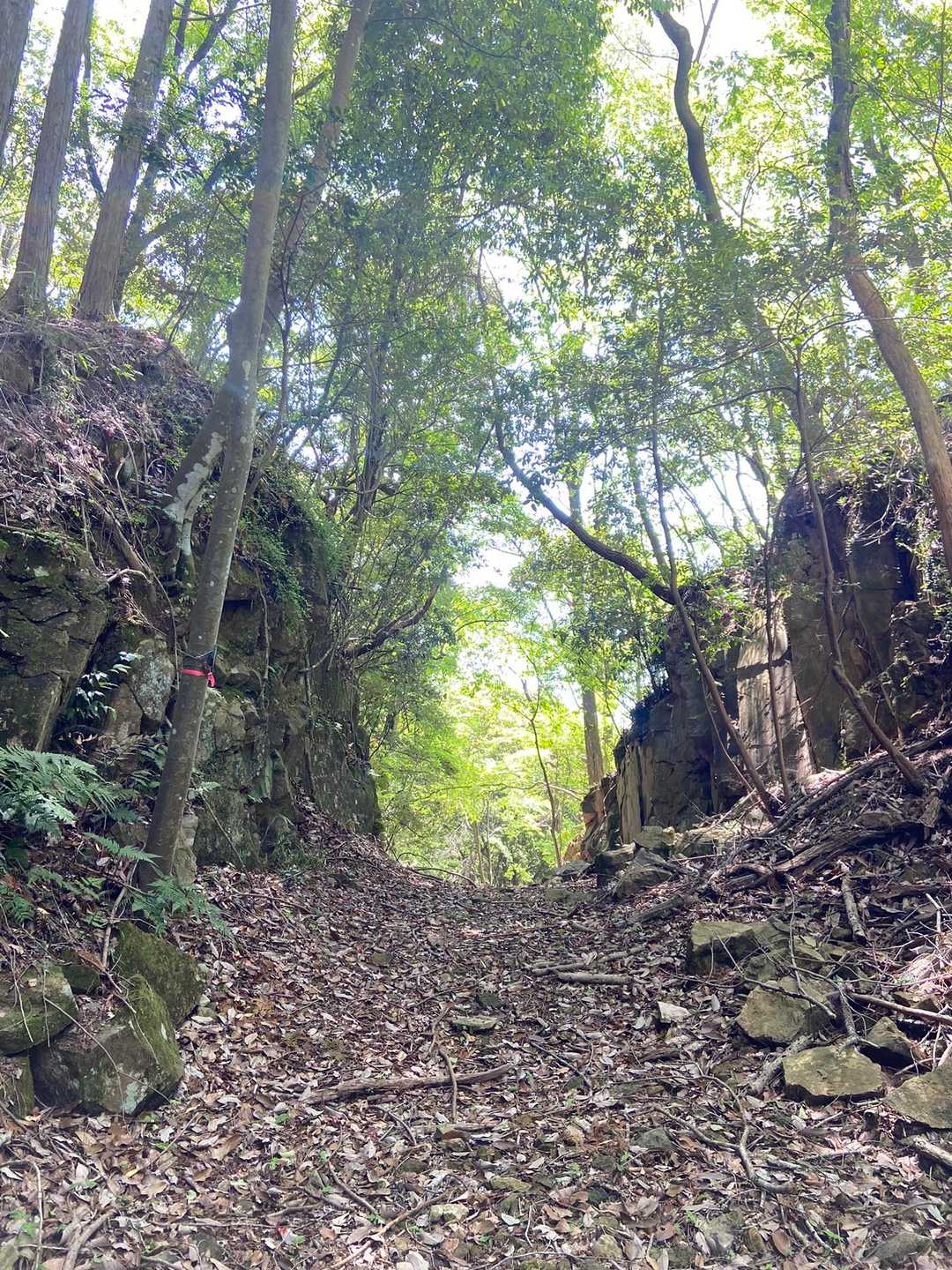 緑が綺麗🤩