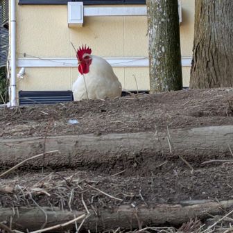立派なニワトリ　白・黒・茶
