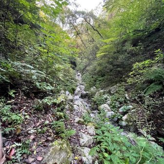プチ沢を登る‥