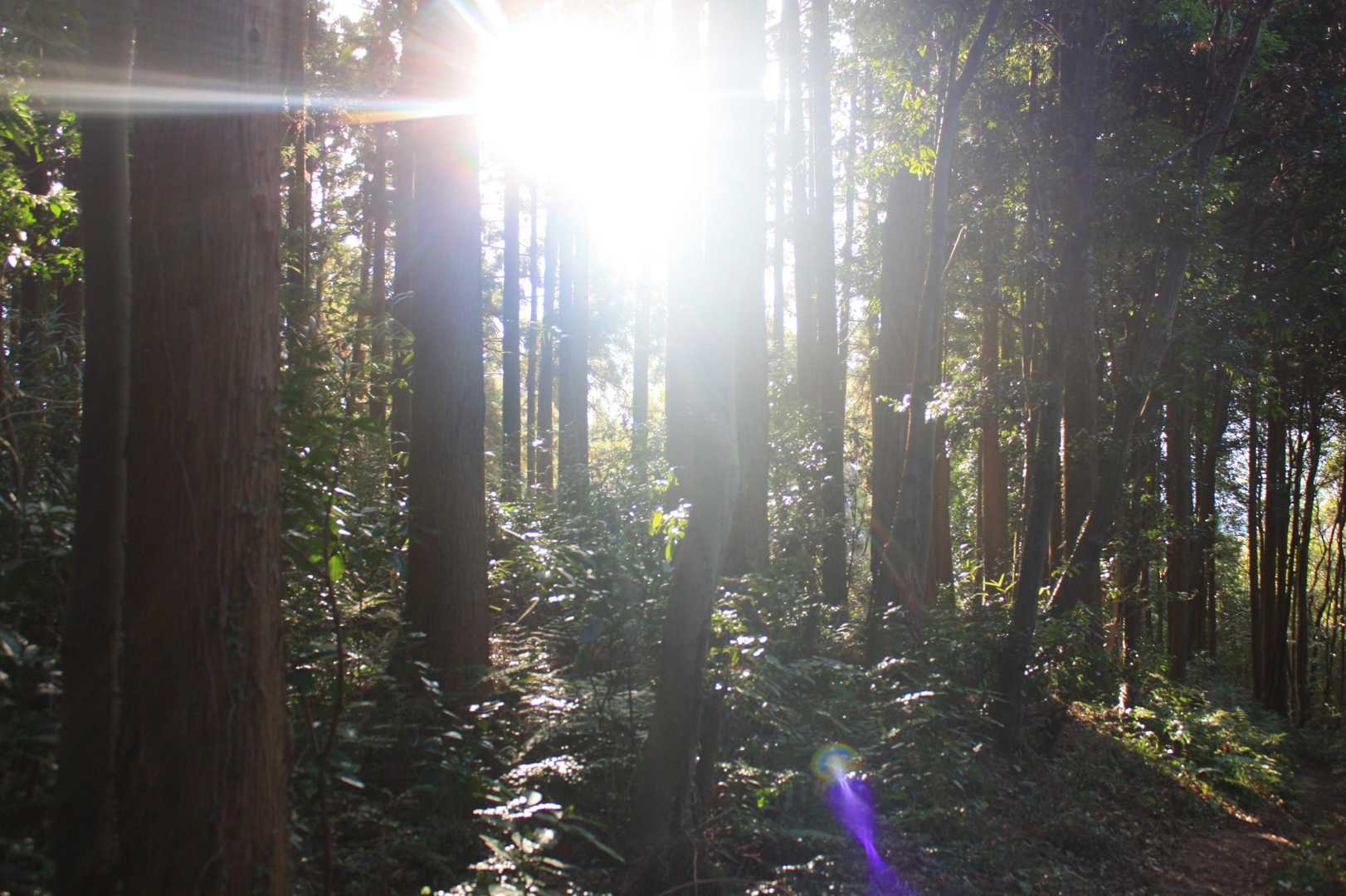 石尊山-金山岳-石尊山登山口 周回コースの写真