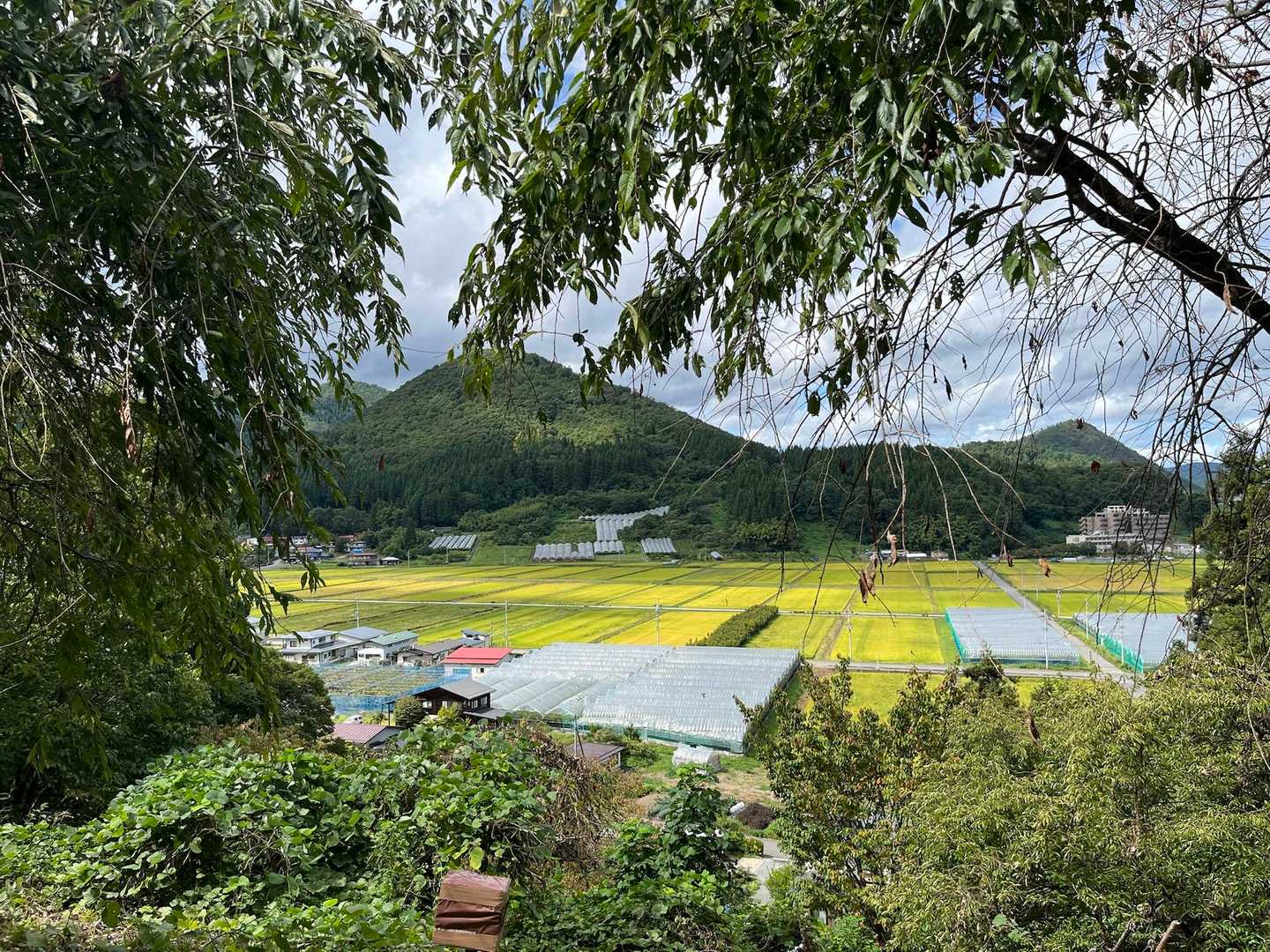 みのりの秋🌾
