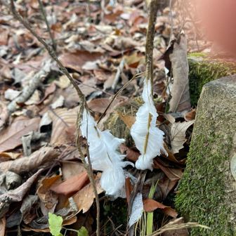 シモバシラの氷の華かな？
行程内の各所で確認出来ました。