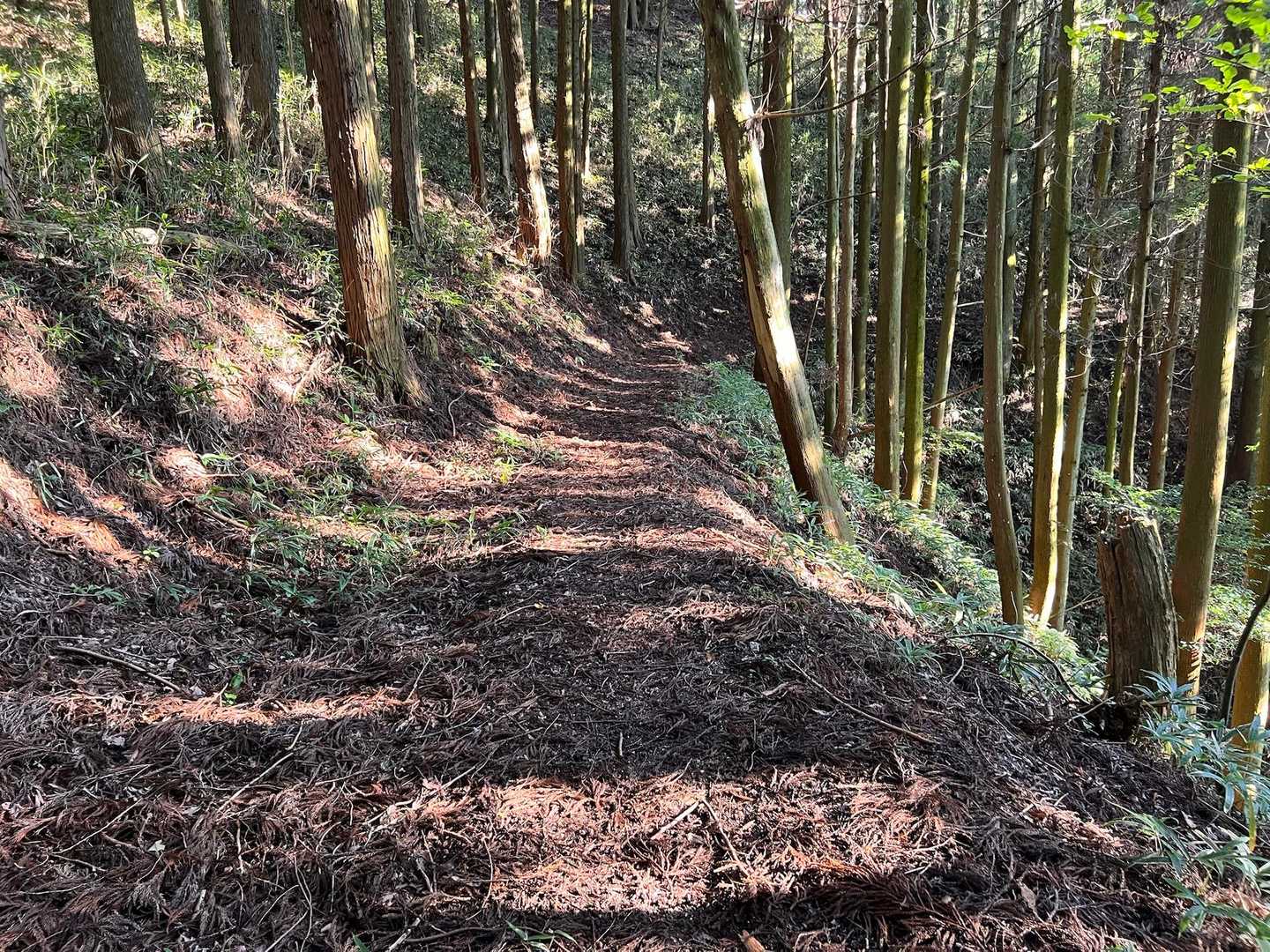 整備されてる登山道