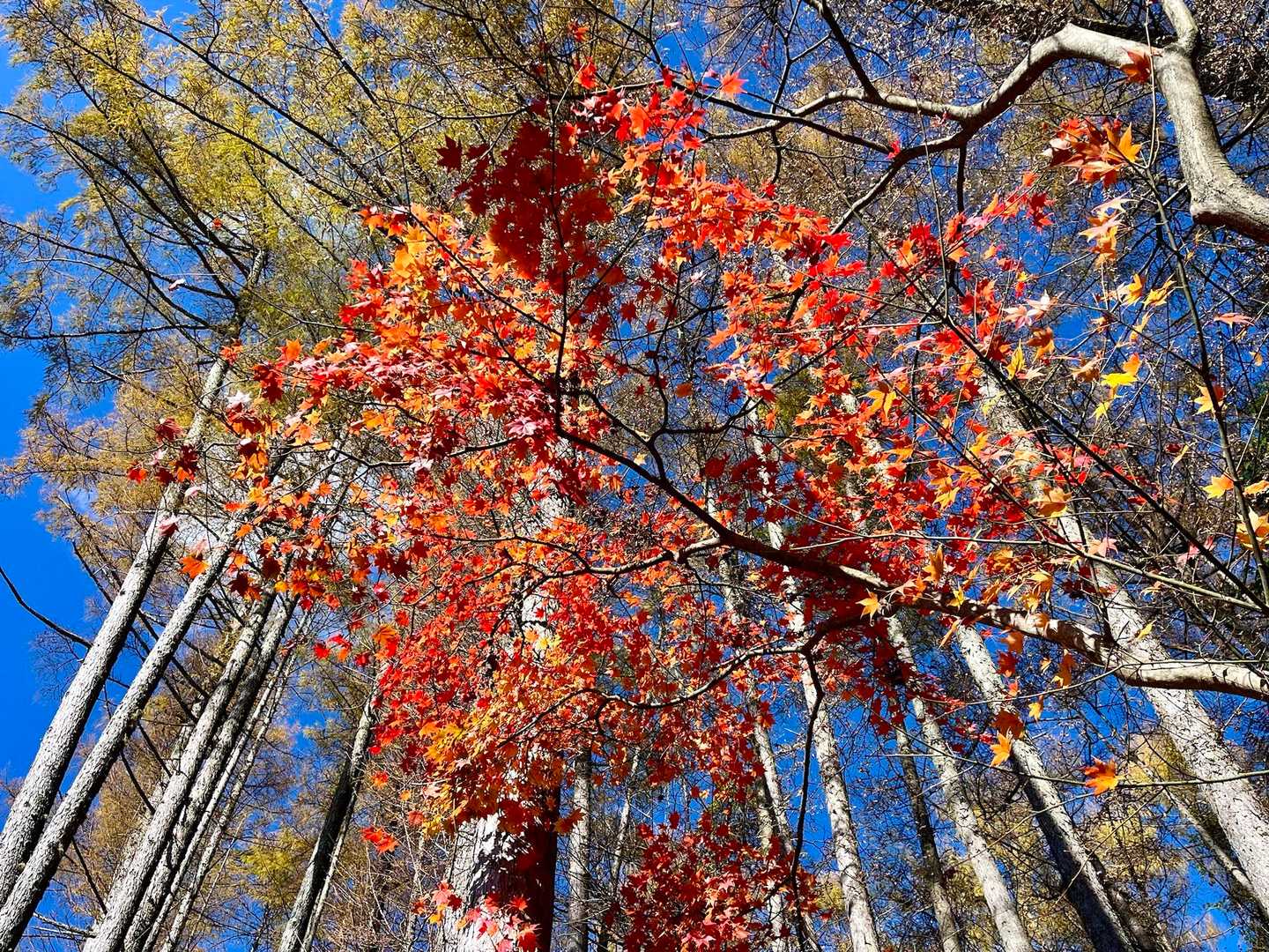 紅いモミジ❤️

紅葉する木は、離層に蓄積された糖分が日光に当たることでアントシアンという赤い色素に変化するので赤く色づきます🍁
