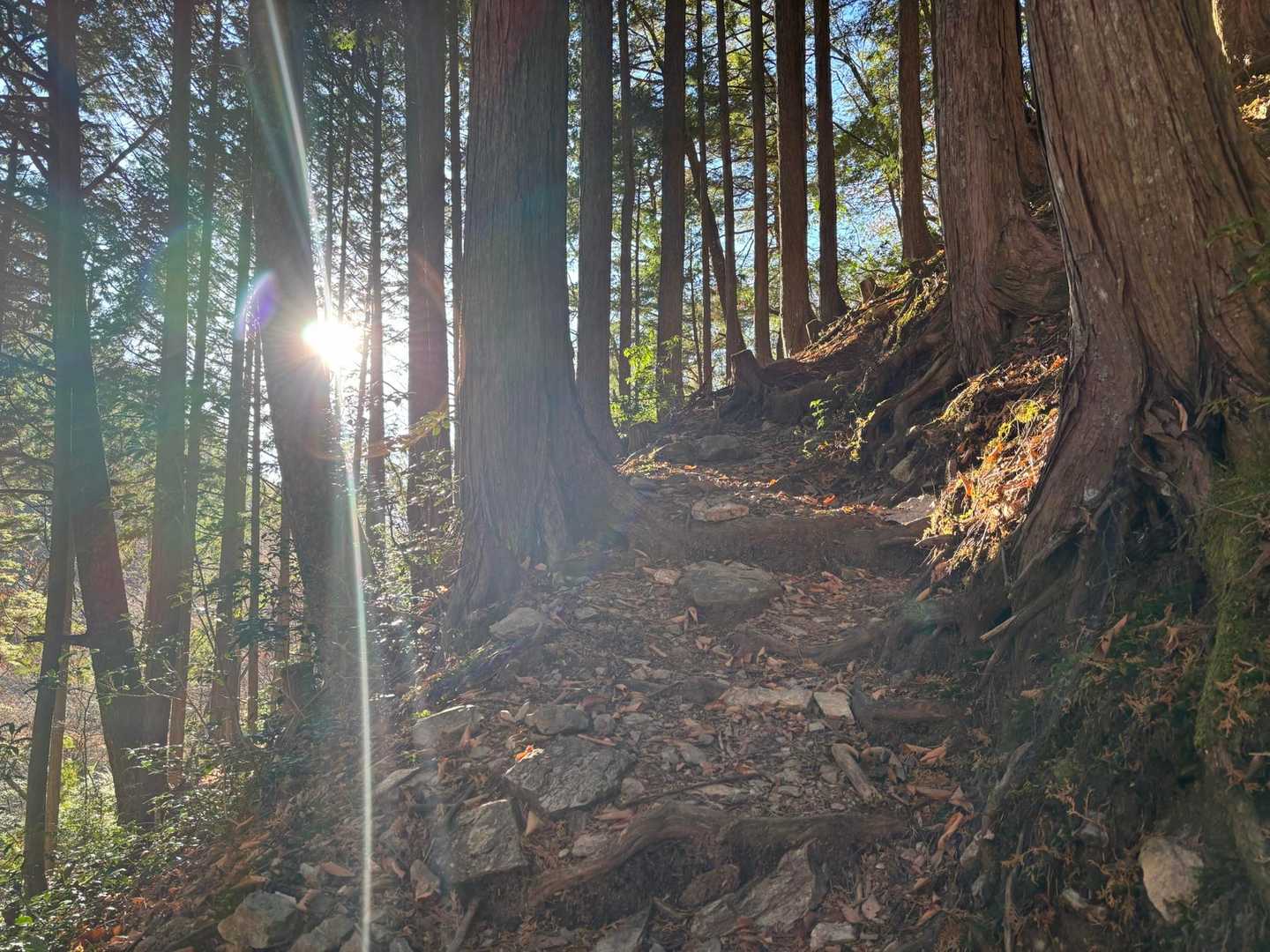 鷹ノ巣山 往復コースの写真