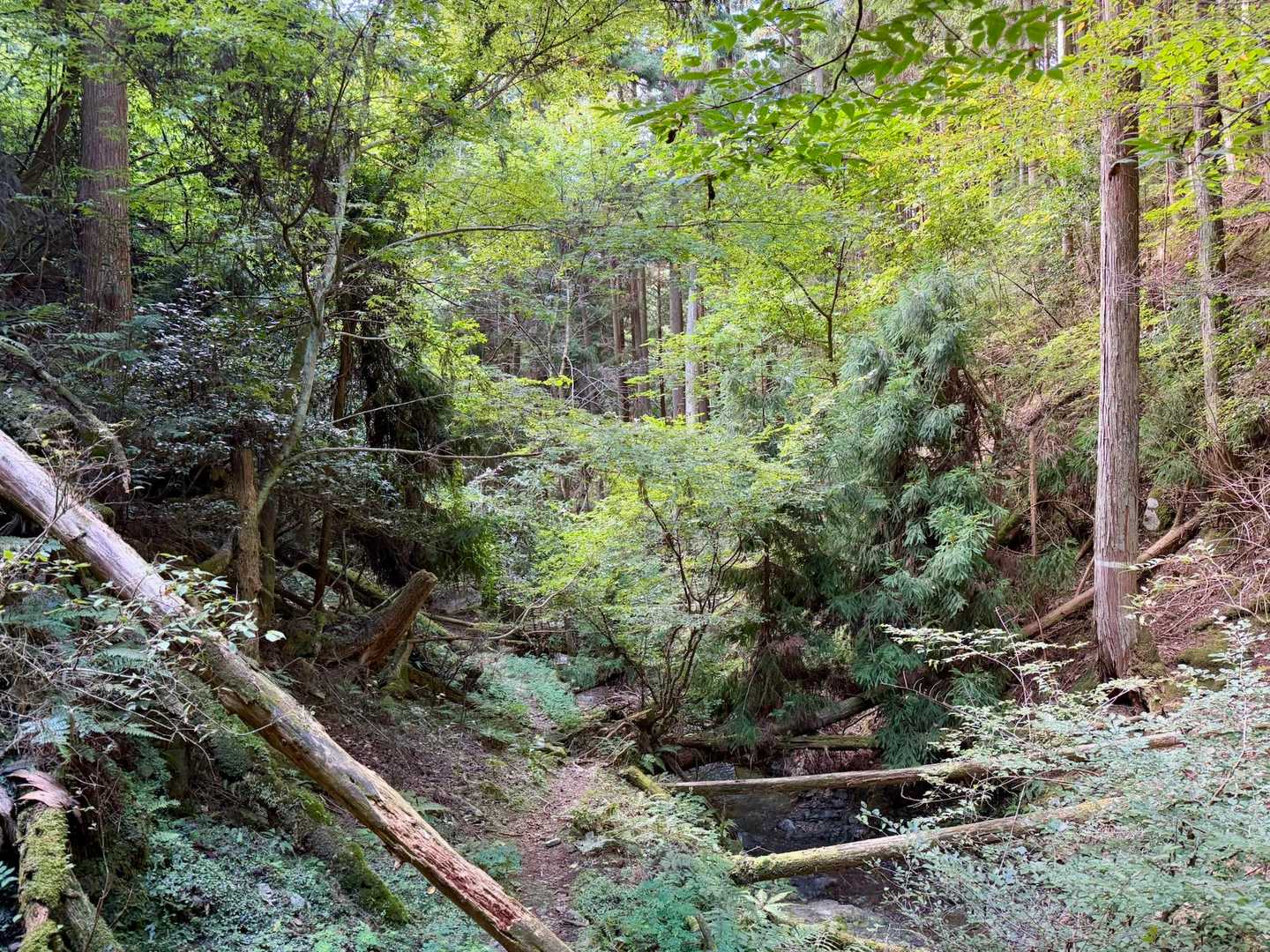 下山時に唯一スライドしたお父さん、50年ぶりにここ登ってるとのこと
かつてはこんなに登山道荒れてなかったと嘆いてはりました