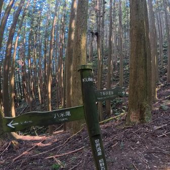 ここから山道