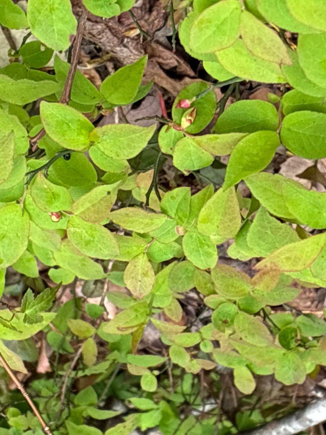 登山道脇にはずーっとアクシバ
もう花芽でてる❓