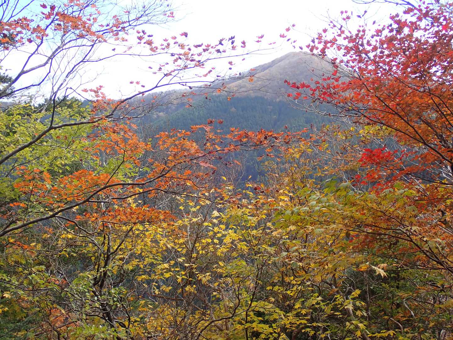 大股～伯母子峠～伯母子岳～大股 ピストンコースの写真
