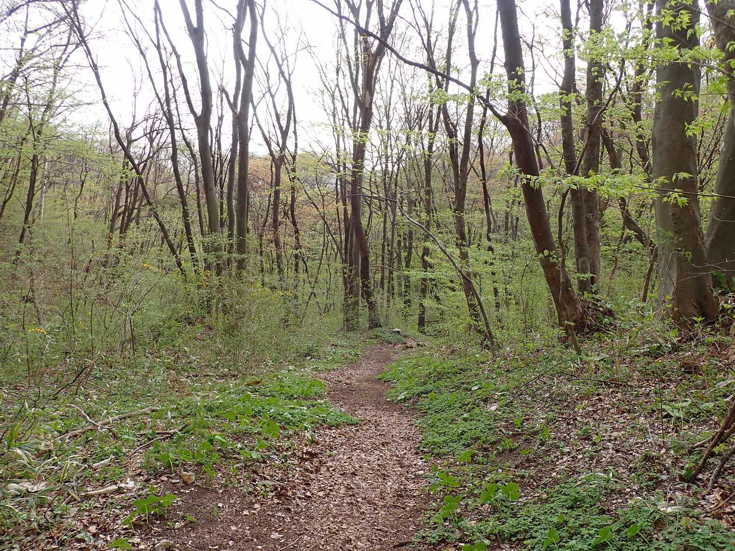 青麻山 往復コースの写真