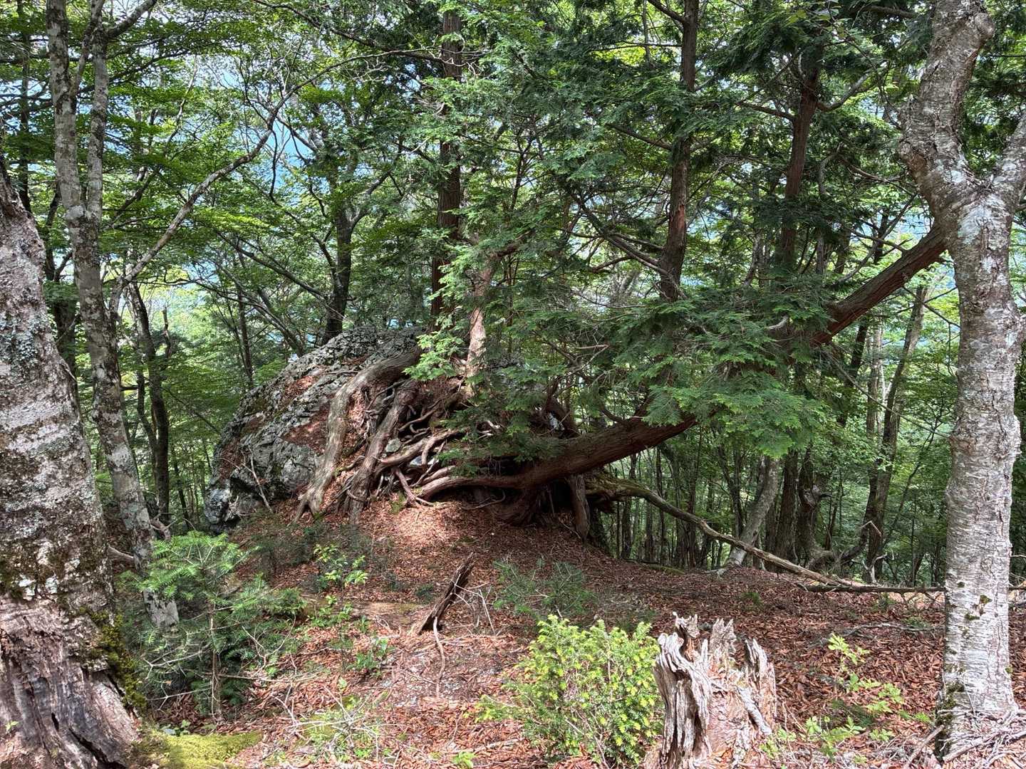 ヘラクレスオオカブトの🌲と命名