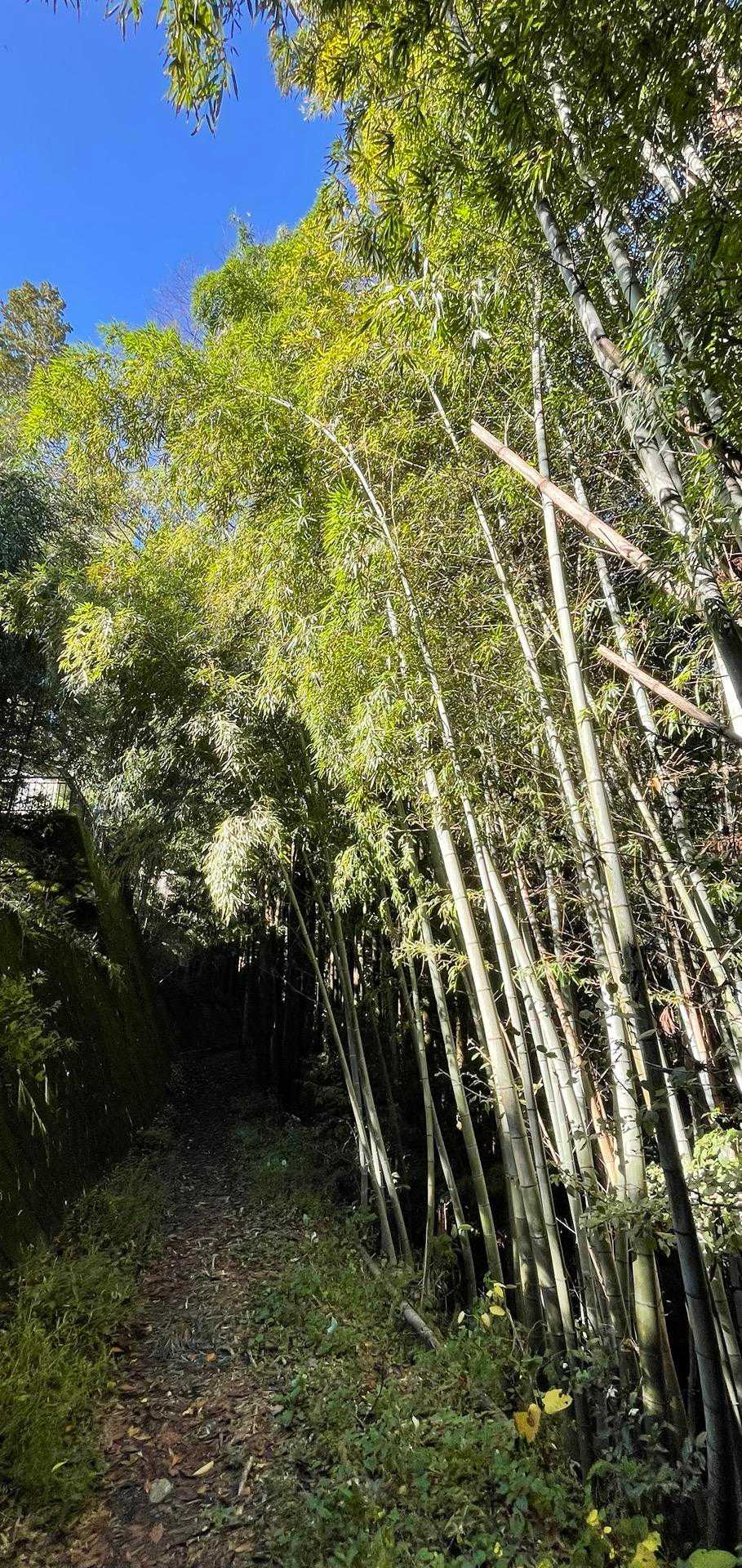 竹林もあります🎋