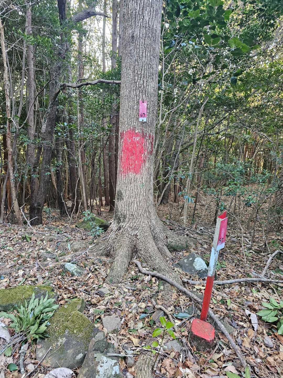 と思ったらこんなのでした🤣