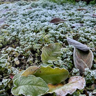 🤗今朝は冷え込んで朝9時でも霜がキラキラな駐車場🅿️付近🤗🤗❤️